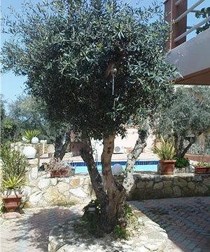 Nea Kydonia Suites & Studios Daratsos Esterno foto